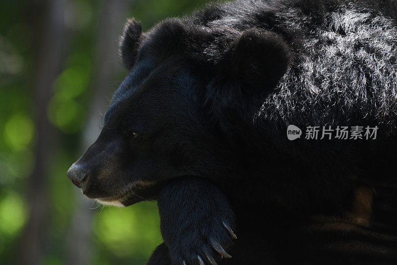 泰国怀卡坎野生动物保护区的亚洲黑熊(Ursus thibetanus)